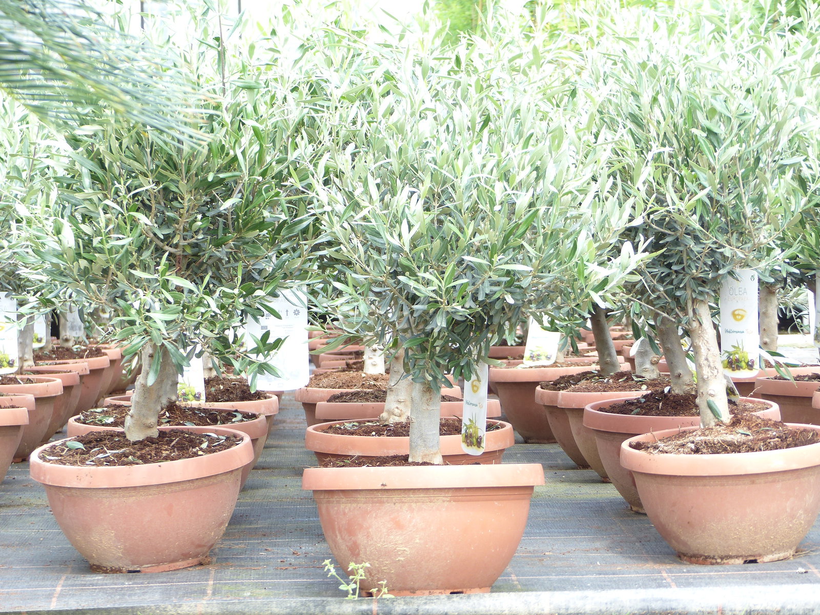 Olivenbaum Bonsai 70 - 90 cm Formgehölz, Olive winterhart, Olea europaea