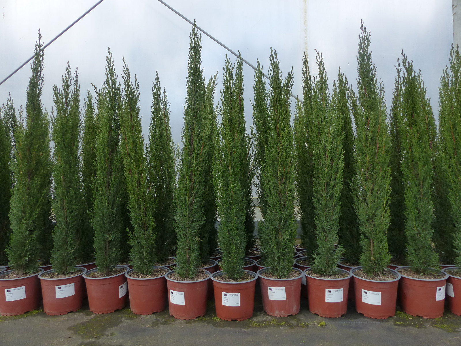 5 x Mittelmeerzypresse Cupressus Sempervirens Totem 100 - 120 cm Toskana Zypresse