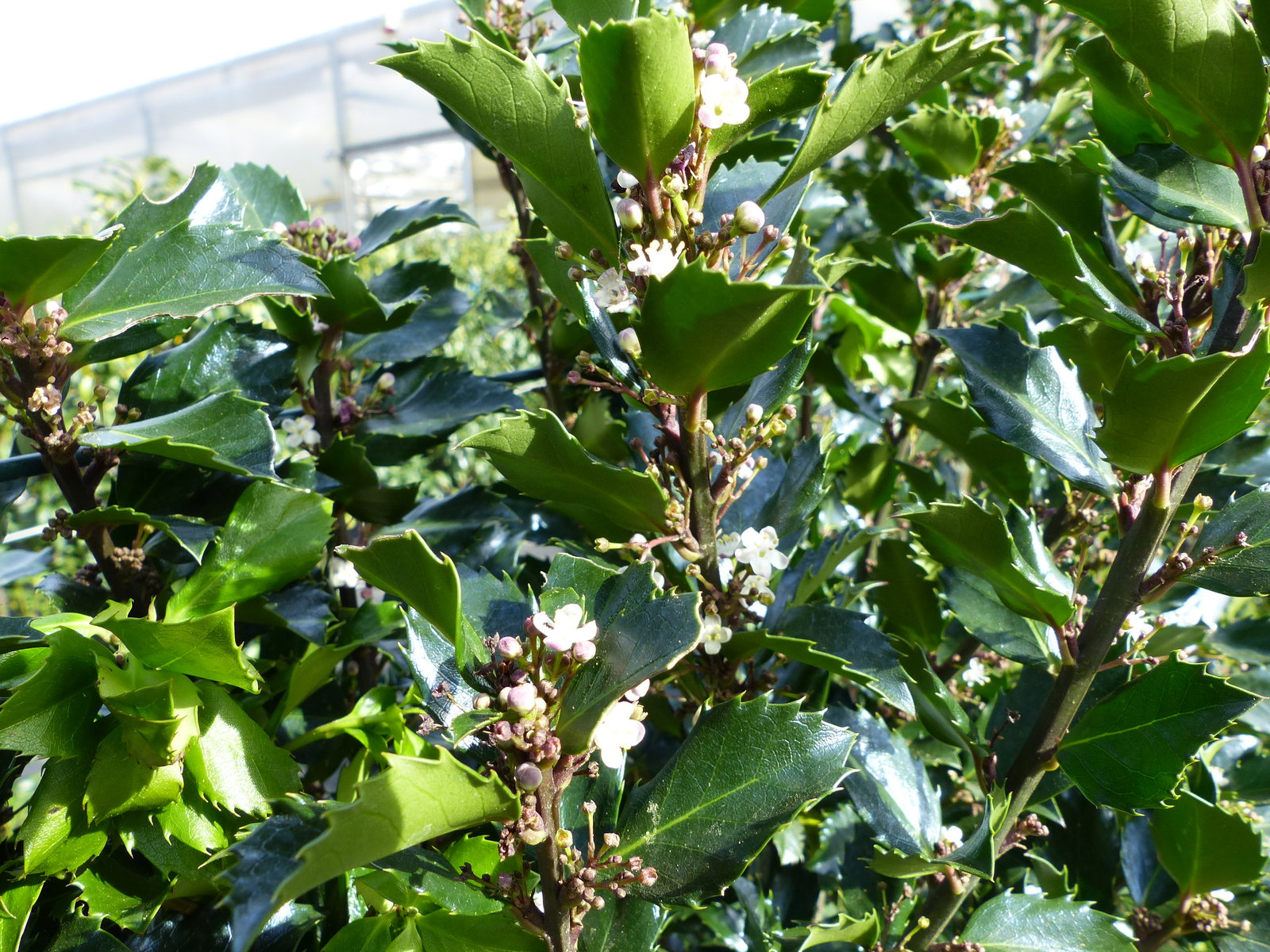 Ilex meserveae Blue Prince 170–195 cm blaue Stechpalme Hecke