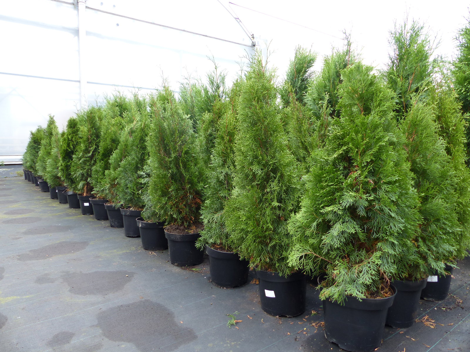 Thuja occ. Smaragd 100-120 cm, buschige Heckenpflanze, Formschnitt, immergrün
