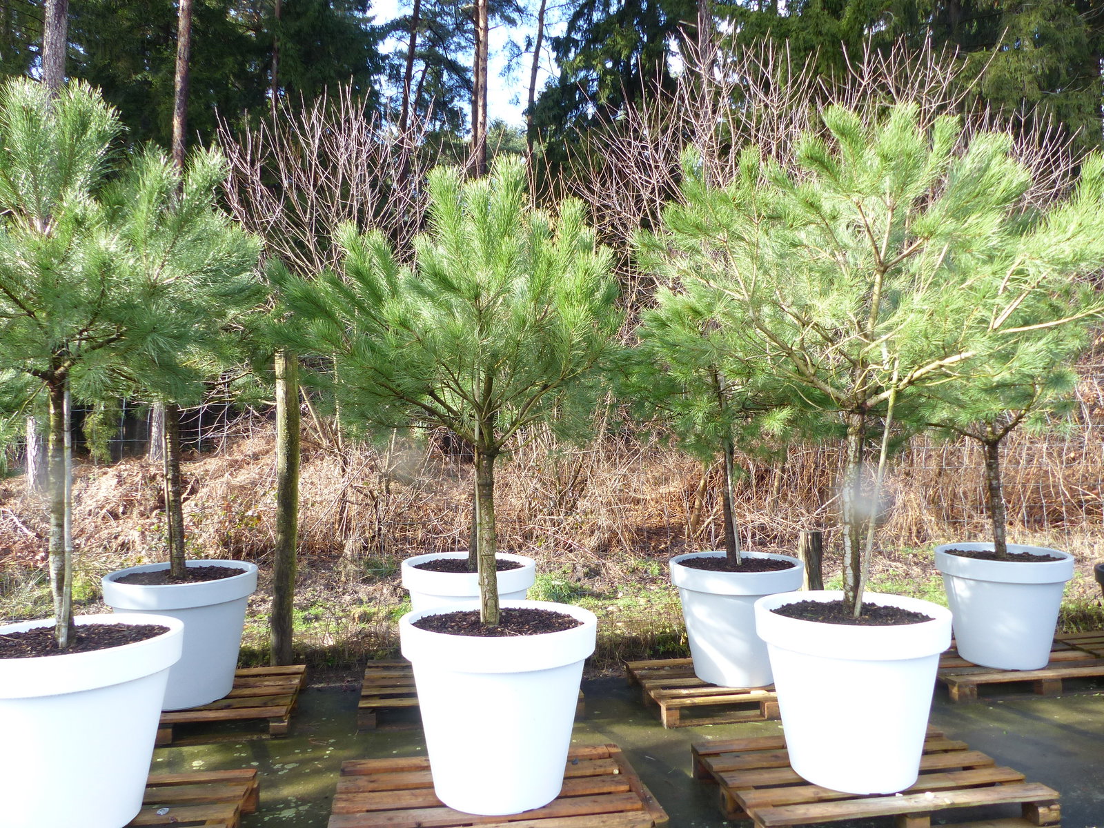 Pinus Pinea Mittelmeerkiefer 250 cm inkl. Pflanzkübel Ø80cm Pinie Kiefer Stamm Premium XL Stamm, winterhart