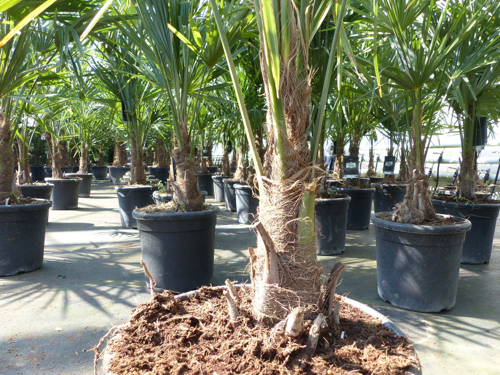 Trachycarpus fortunei 140 cm Palme Hanfpalme, winterhart bis -18°C