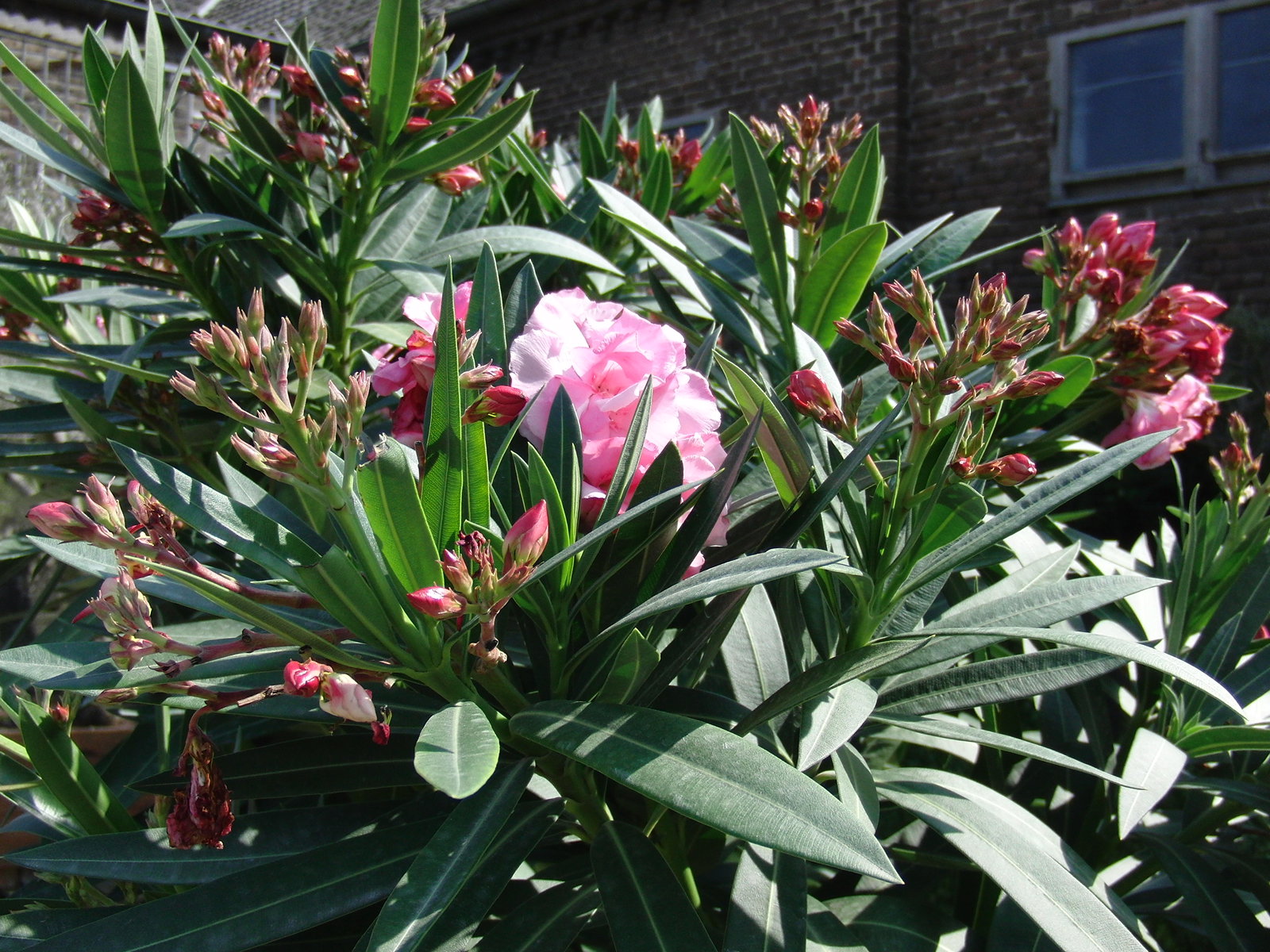 Oleander Busch 65 cm Nerium Rosenlorbeer Premium rot oder rosa
