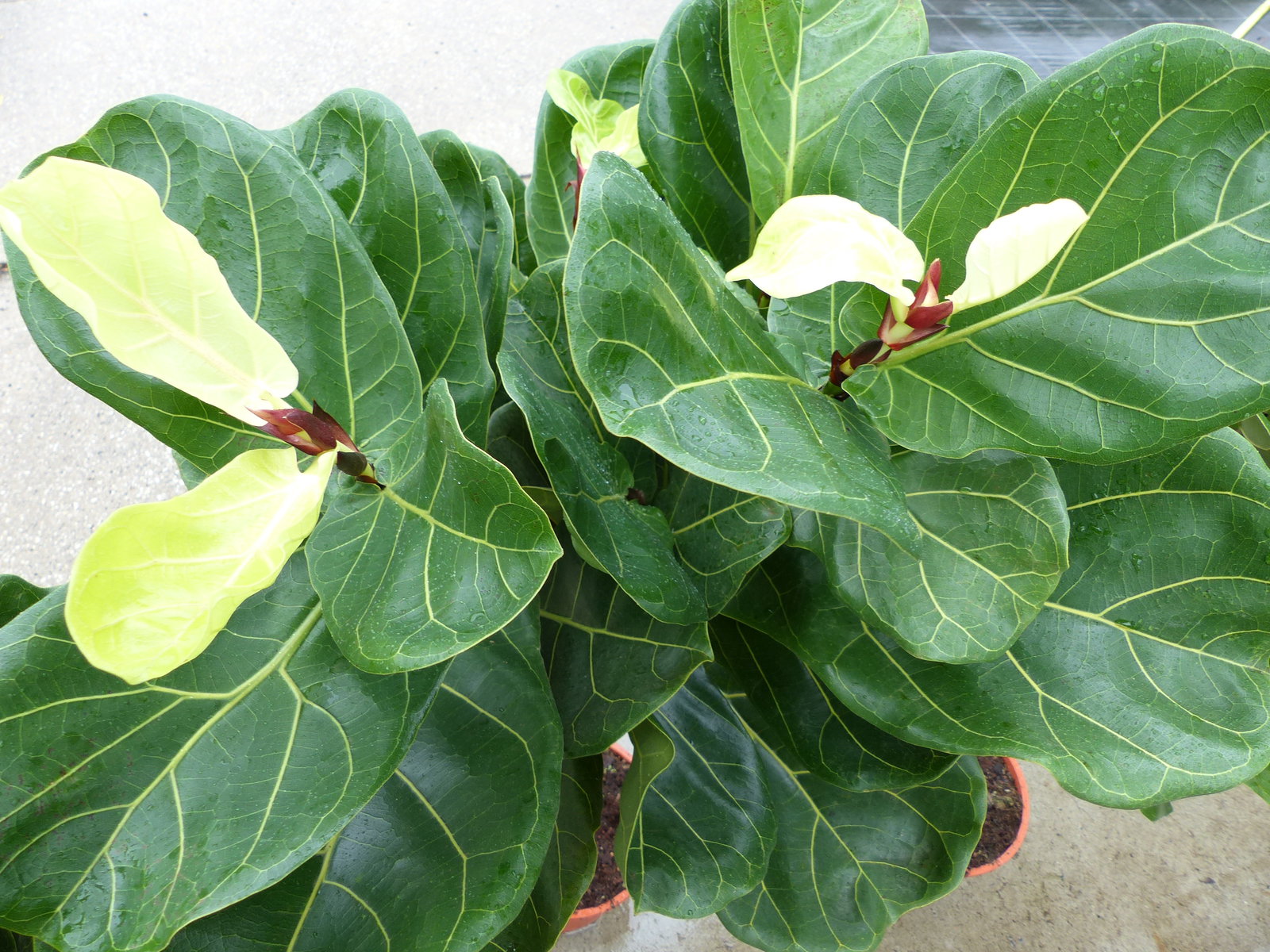 Ficus lyrata | Geigenfeige | Feigenbaum | 100 - 120 cm | Geigenblatt-Ficus | Feige | Stamm | Premiumqualität