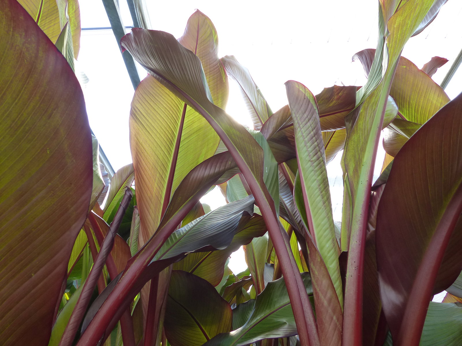 Ensete Ventricosum Maurelli Bananenstaude | Bananenstaude | 140 - 170 cm