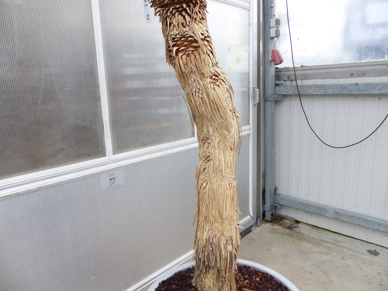 Yucca Rostrata  Mexico, Palme, 190 cm, Stamm 104 cm winterhart