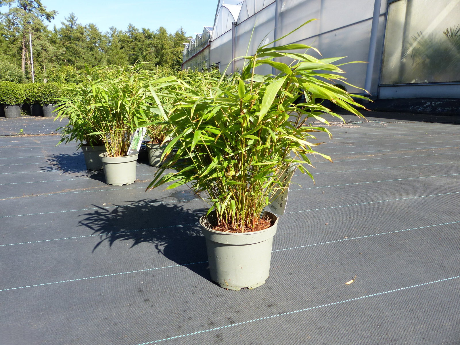 5 Stück Bambus Fargesia Rufa 40 - 55 cm Schirmbambus Gartenbambus winterhart
