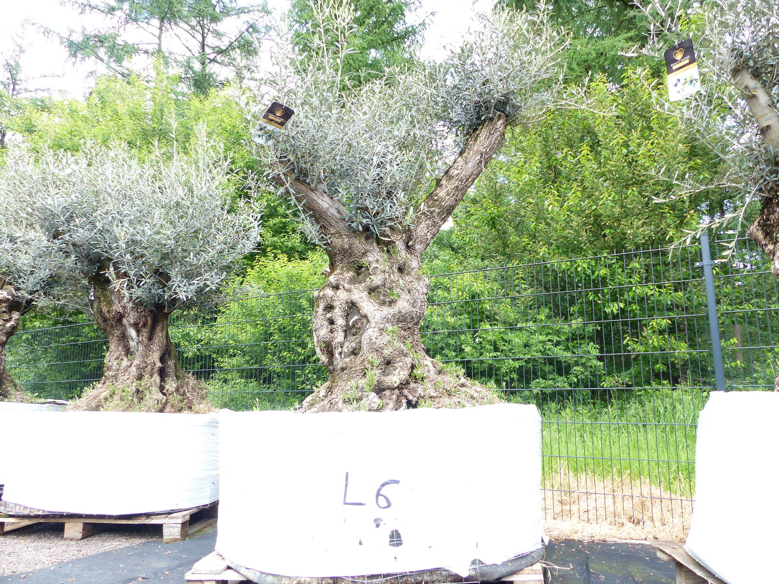 genau dieser Baum L6 Olivenbaum 240 cm, knorrige alte urige Olive winterhart