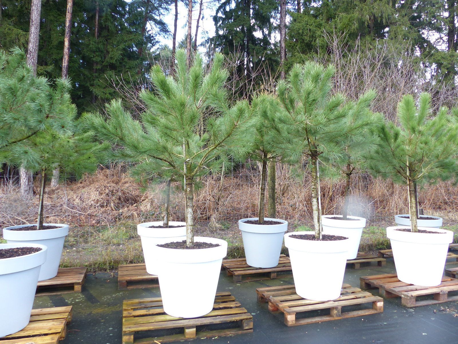 Pinus Pinea Mittelmeerkiefer 250 cm inkl. Pflanzkübel Ø80cm Pinie Kiefer Stamm Premium XL Stamm, winterhart