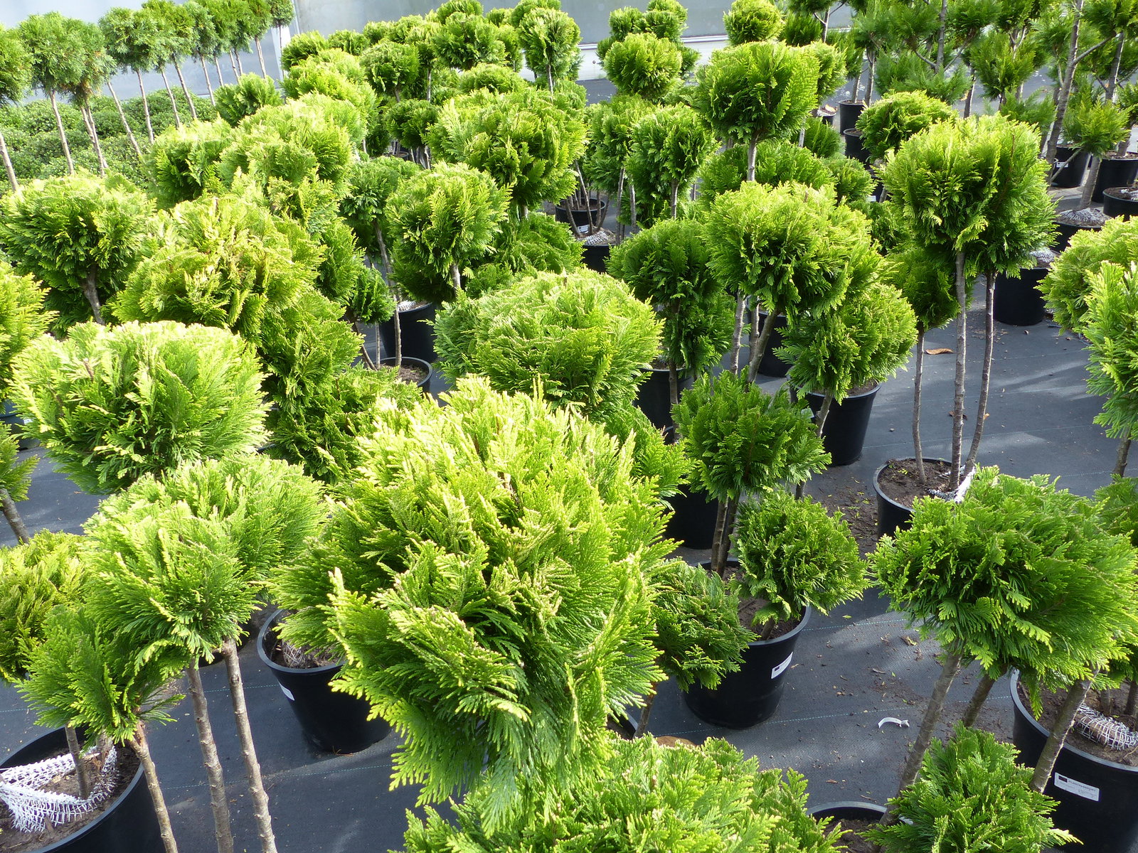 Pon Pon Zypresse Ivonne 100 - 125 cm Formgehölz Chamaecyparis lawsoniana