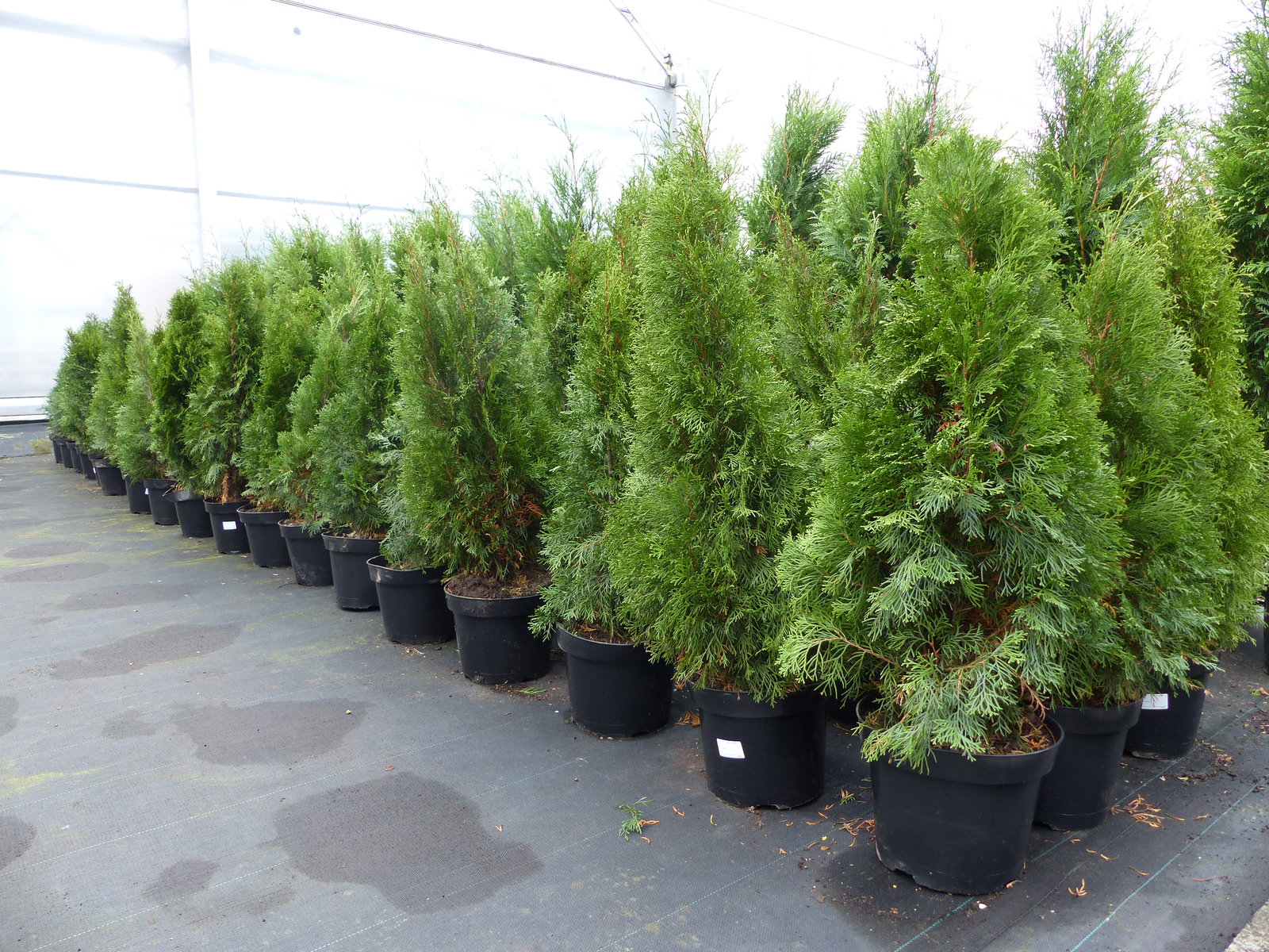 Thuja occ. Smaragd 100-120 cm, buschige Heckenpflanze, Formschnitt, immergrün