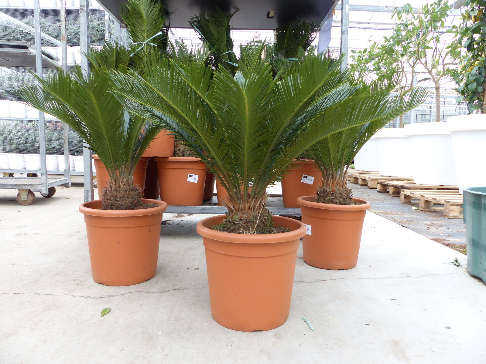 XL Premium Palmfarn 70 - 90 cm Cycas Revoluta Sagopalme Palme, innen + außen
