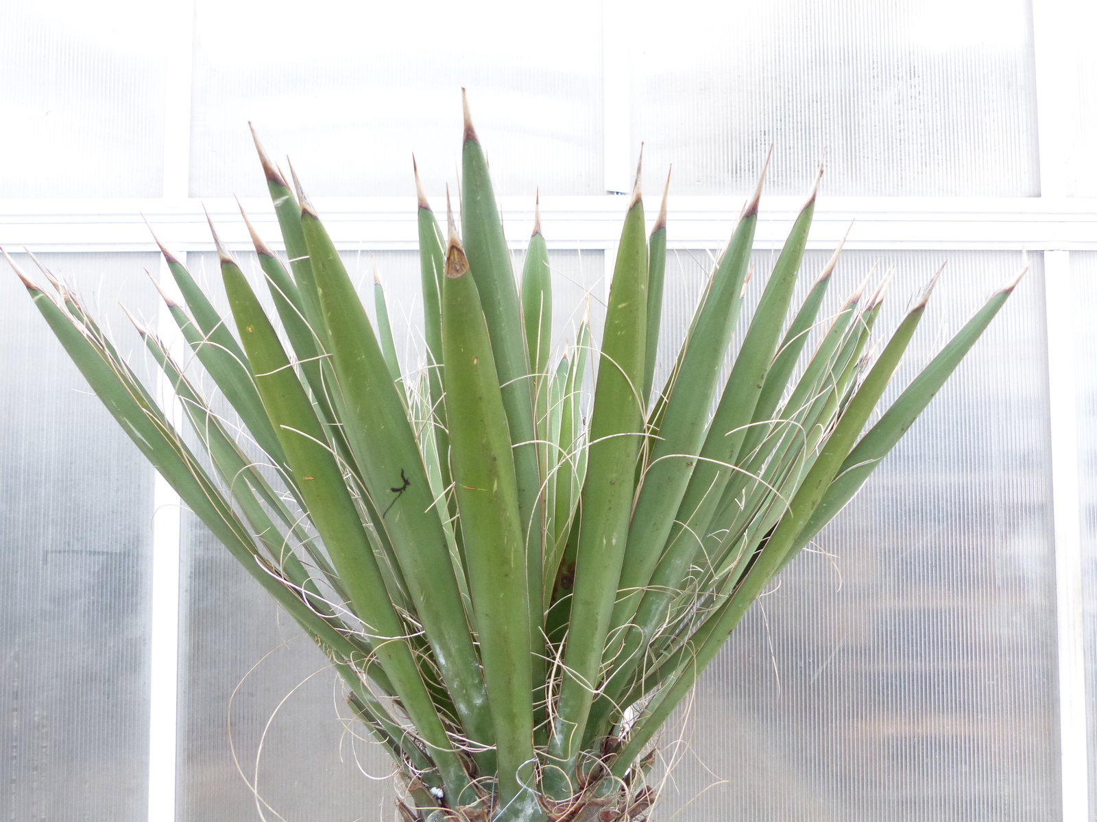 Yucca Filifera, 158 cm Stamm 78 cm Tambasi Yucca, winterhart -13 Grad
