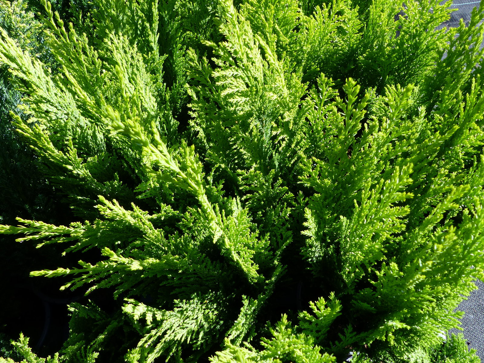 25 Stück Zypresse Scheinzypresse Ivonne winterharte Konifere 40 - 55 cm Hecke