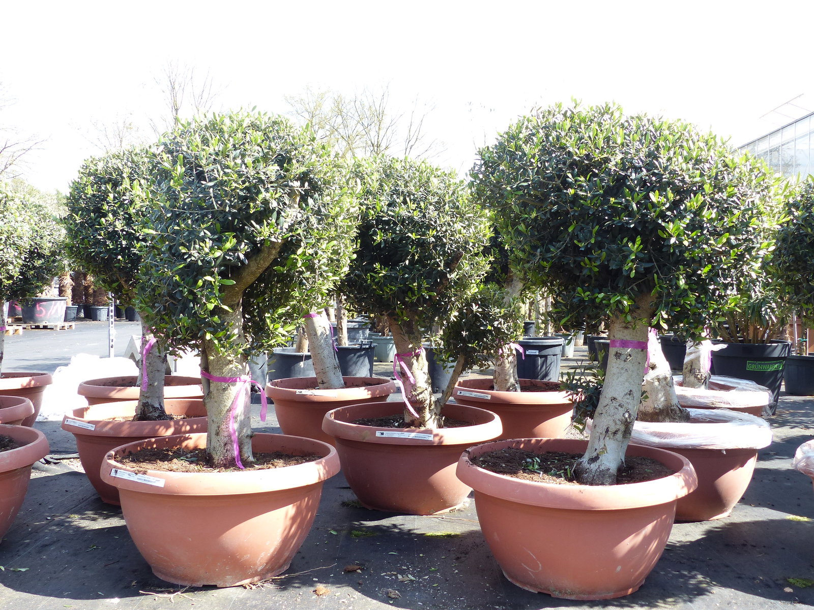 Bonsai Kugel Olivenbaum 140 - 170 cm knorrige urige Olive winterhart Olea Europaea Ölbaum