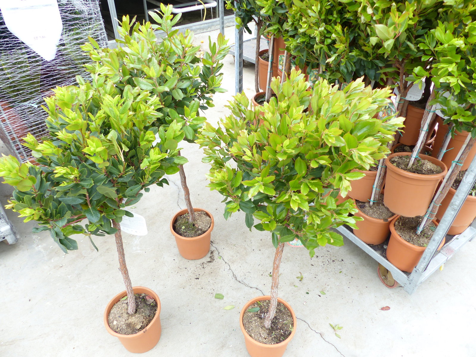 Erdbeerbaum | 120 cm | Arbutus unedo | veredelt | Premiumqualität | winterhart | fruchtreif