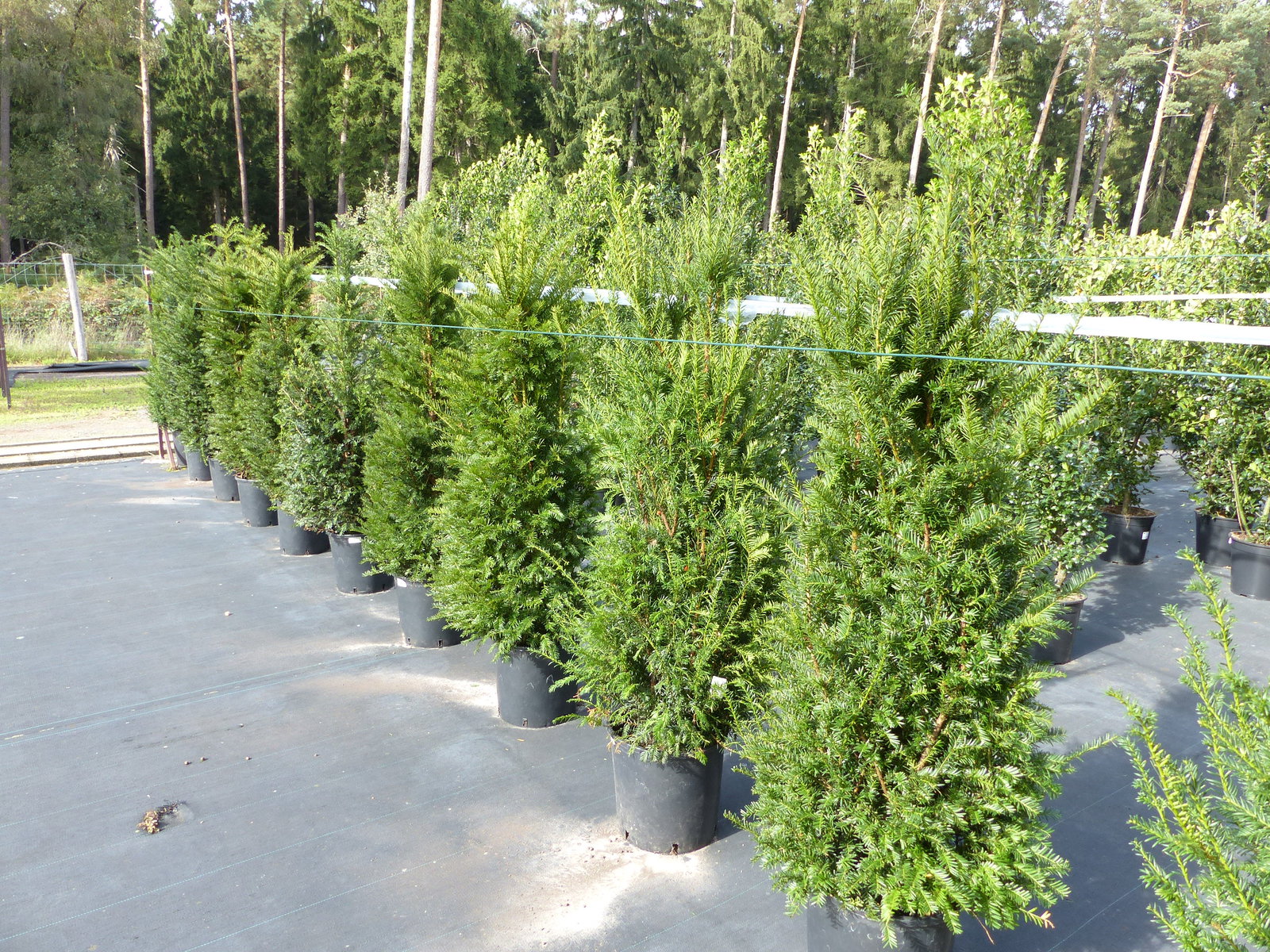Taxus baccata Pyramide Eibe 150-170 cm Formschnitt | Formgehölz | Säule