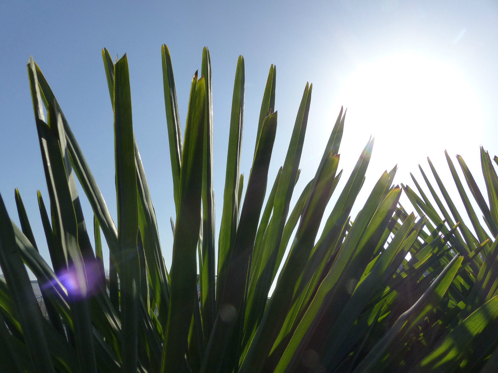 XXL Palme winterhart 180 cm Trachycarpus fortunei, Hanfpalme, Top-Qualität