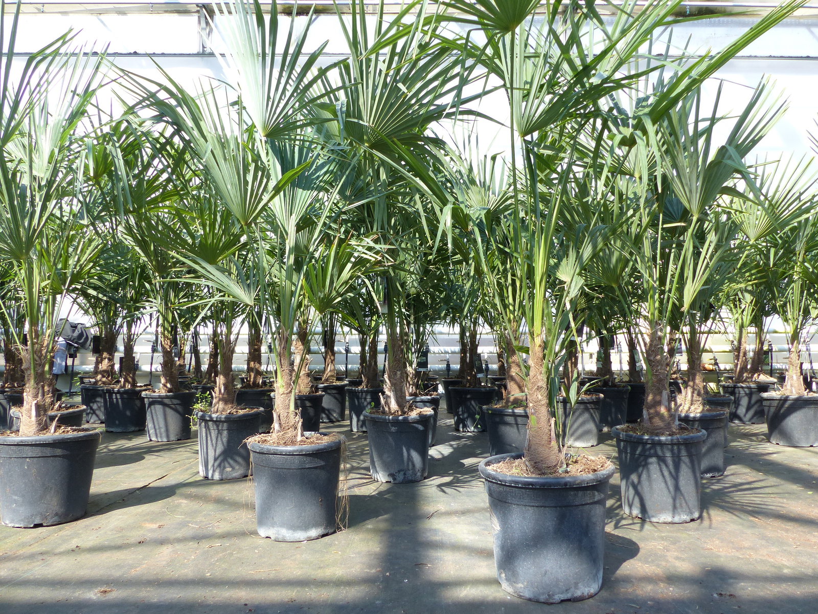Trachycarpus fortunei 140 cm Palme Hanfpalme, winterhart bis -18°C