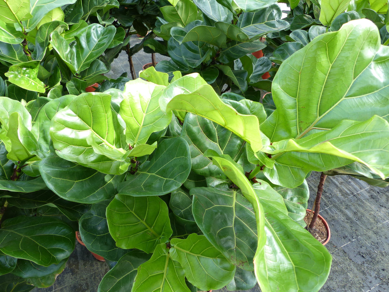 Ficus lyrata | Geigenfeige | Feigenbaum | 125 - 155 cm | Geigenblatt-Ficus | Feige | Stamm | Premiumqualität