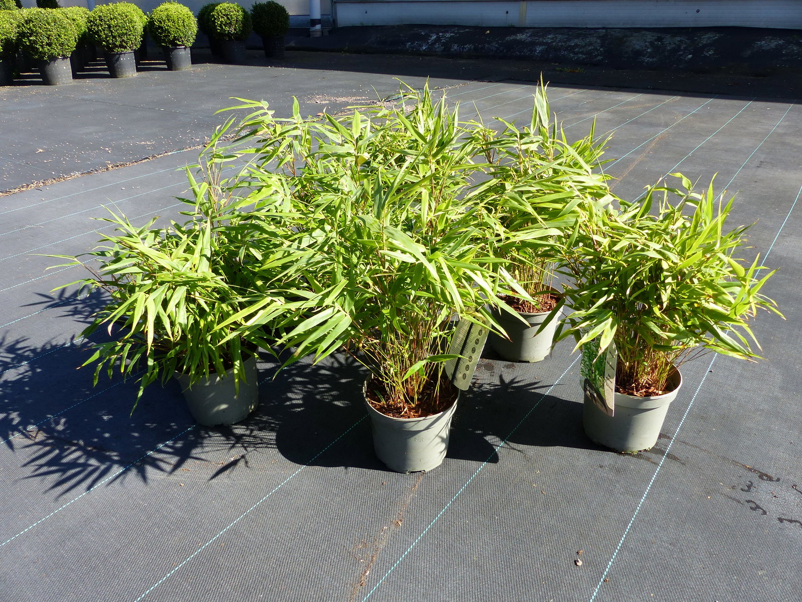 5 Stück Bambus Fargesia Rufa 40 - 55 cm Schirmbambus Gartenbambus winterhart