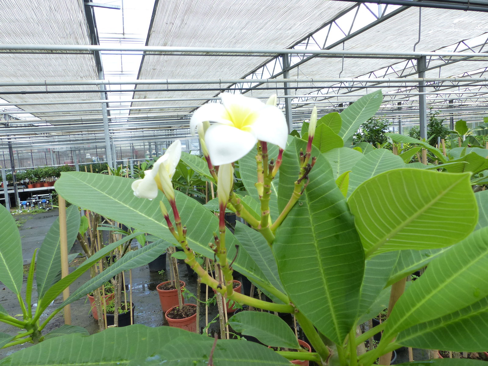 Plumeria rubra Santagata | Frangipani | Tempelbaum | Pagodenbaum | 160 - 190 cm