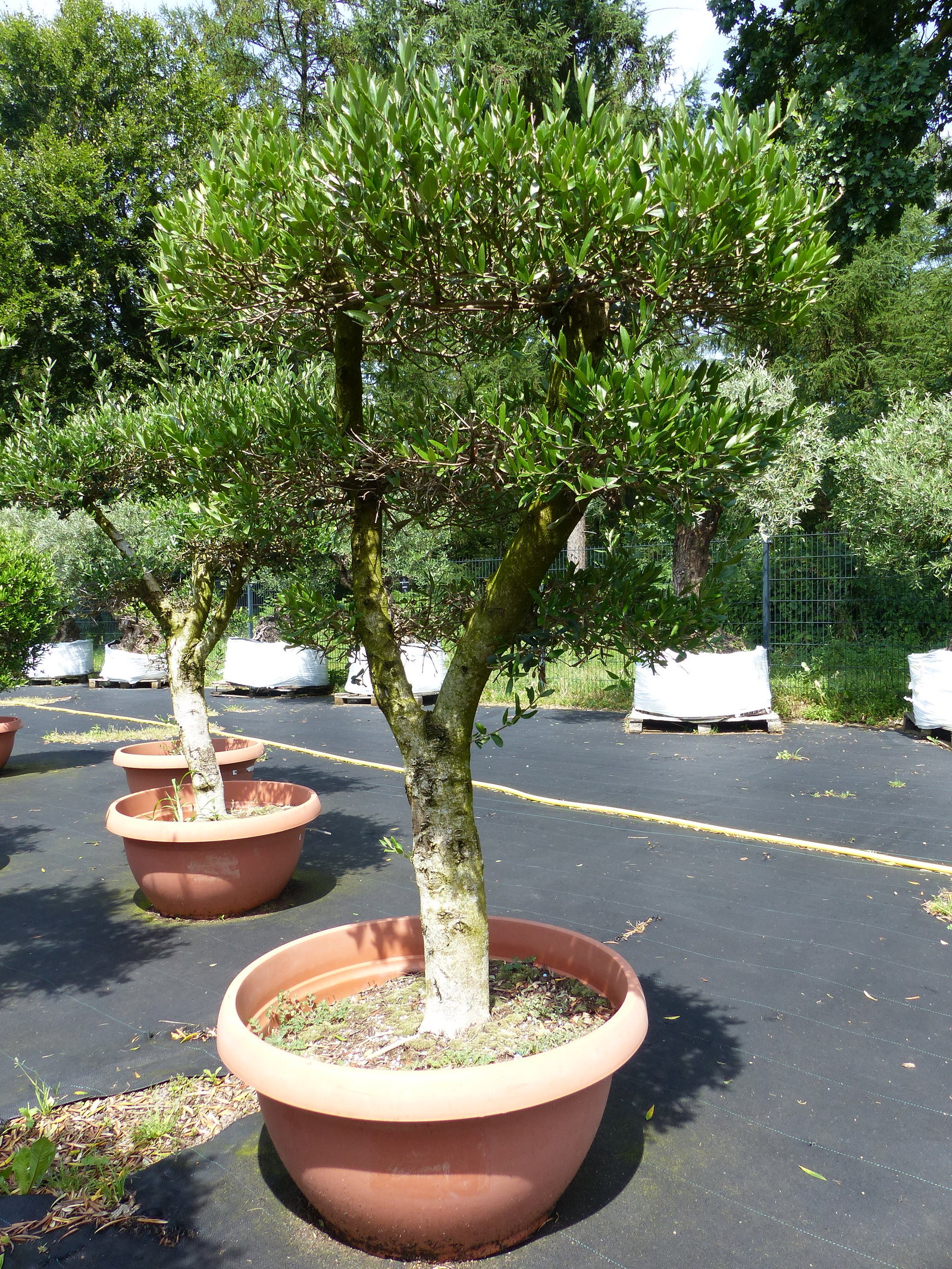 Angebot | Olive Olivenbaum Pon Pon | 160-190cm in 90L-Schale | 5 - 7 Pon Pon | Bonsai Formgehölz, winterhart