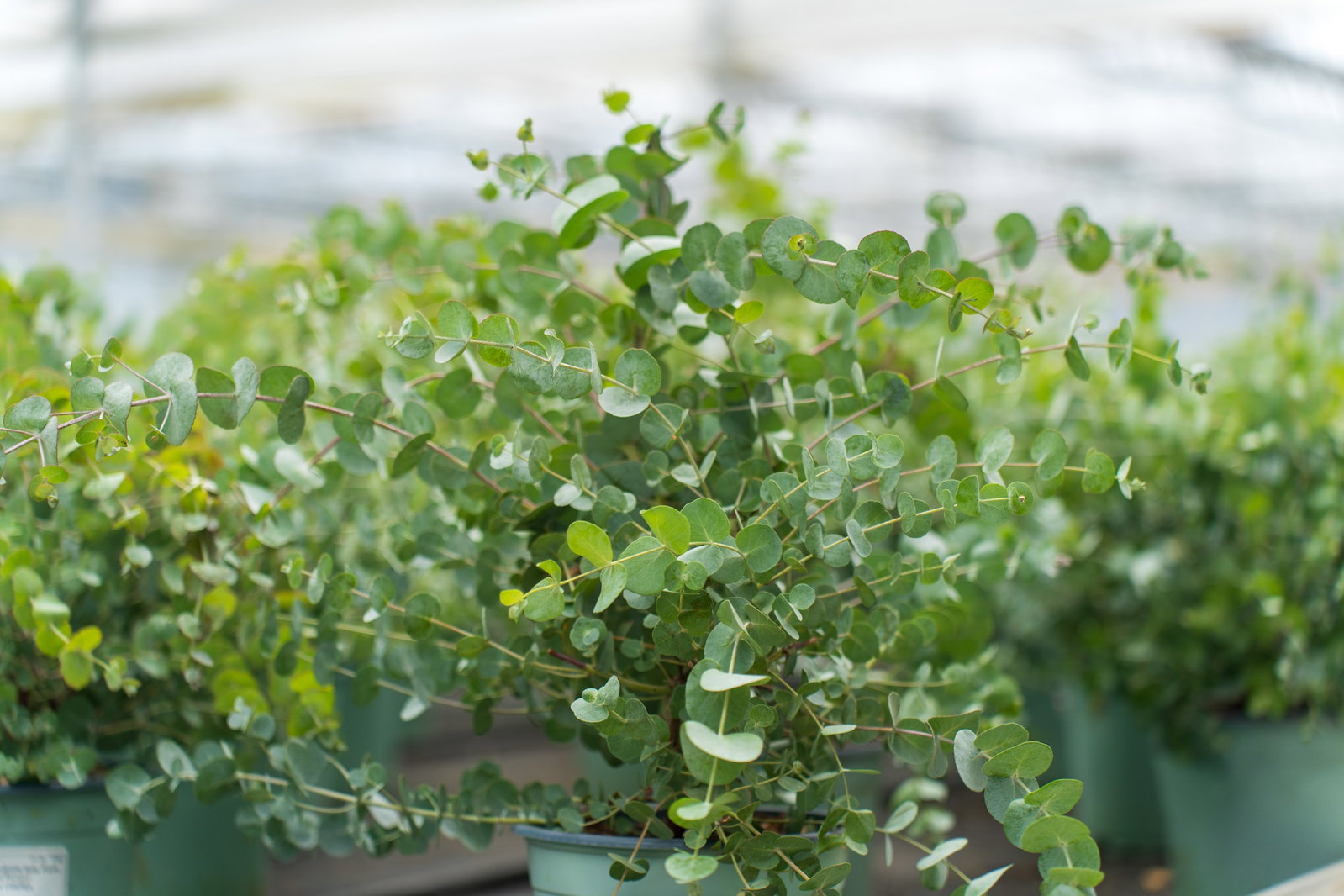 2x XL Eucalyptus Gunni Gunnii Busch Eukalyptusbaum 35- 50 cm, Pflanze winterhart
