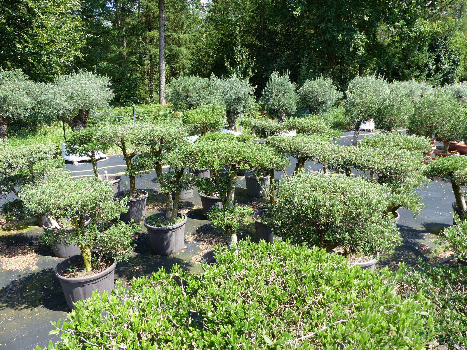 Olivenbaum Olea Europaea als Pon Pon Angebot 130 - 180 cm Bonsai Formgehölz Gartenbonsai Formschnitt winterhart