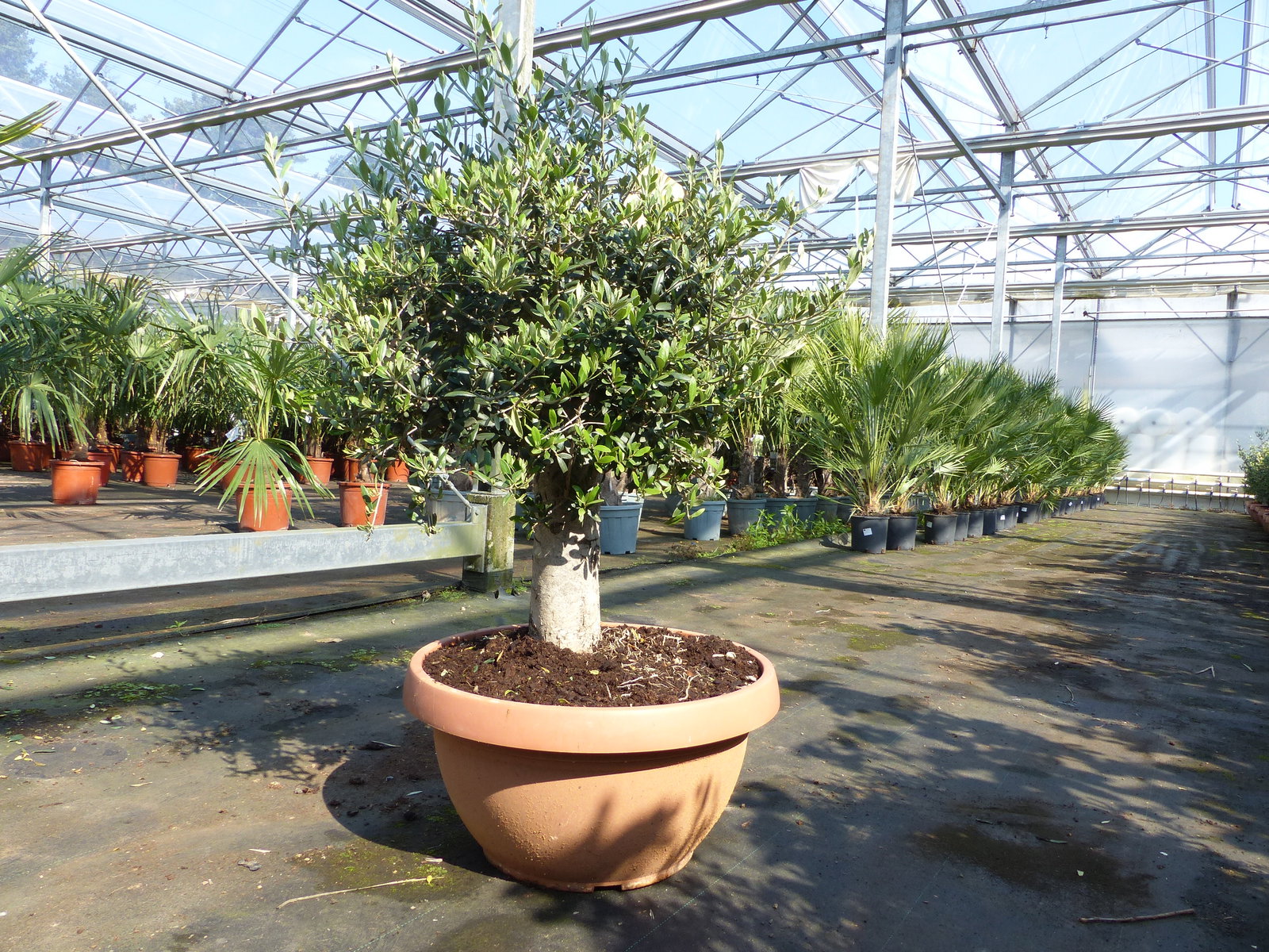 Olivenbaum Bonsai 100 - 120 cm Formgehölz, Olive winterhart, Olea europaea