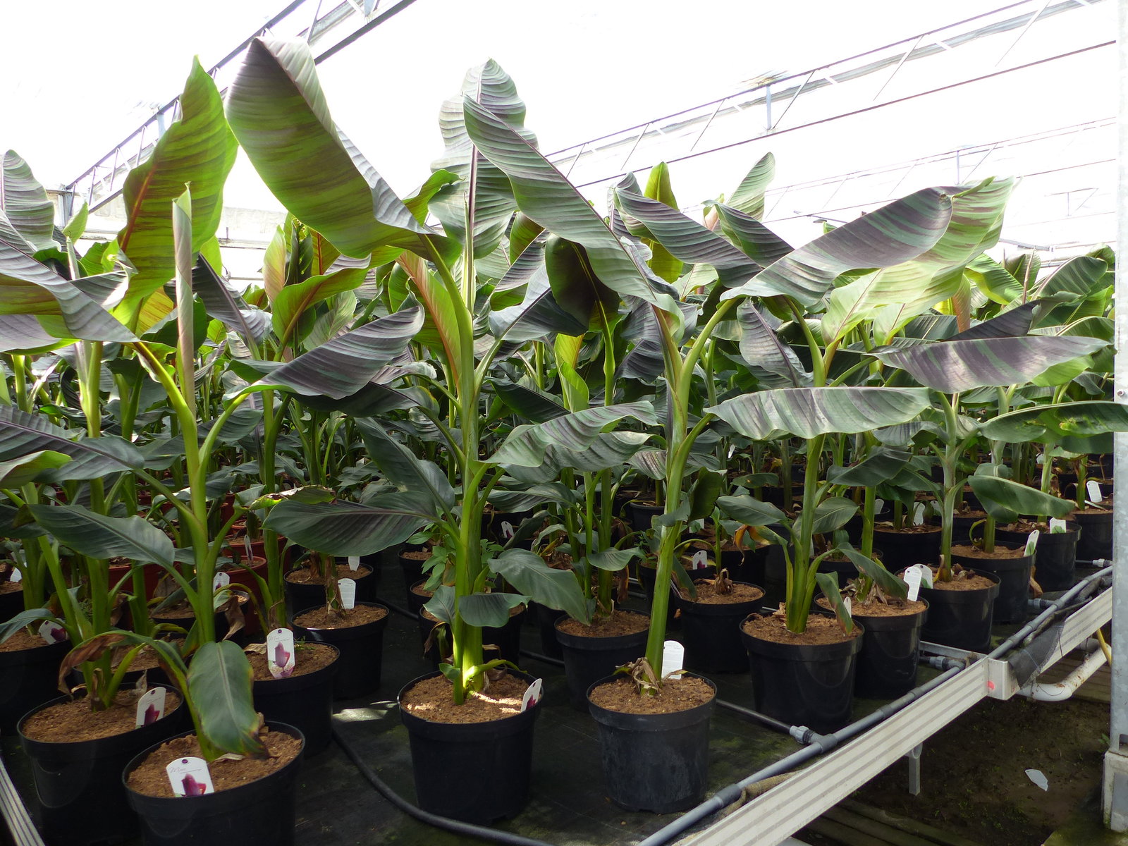 Bananenstaude Banane Musa Sikkimensis Red Tiger Banane 140 - 170 cm  winterhart Staude