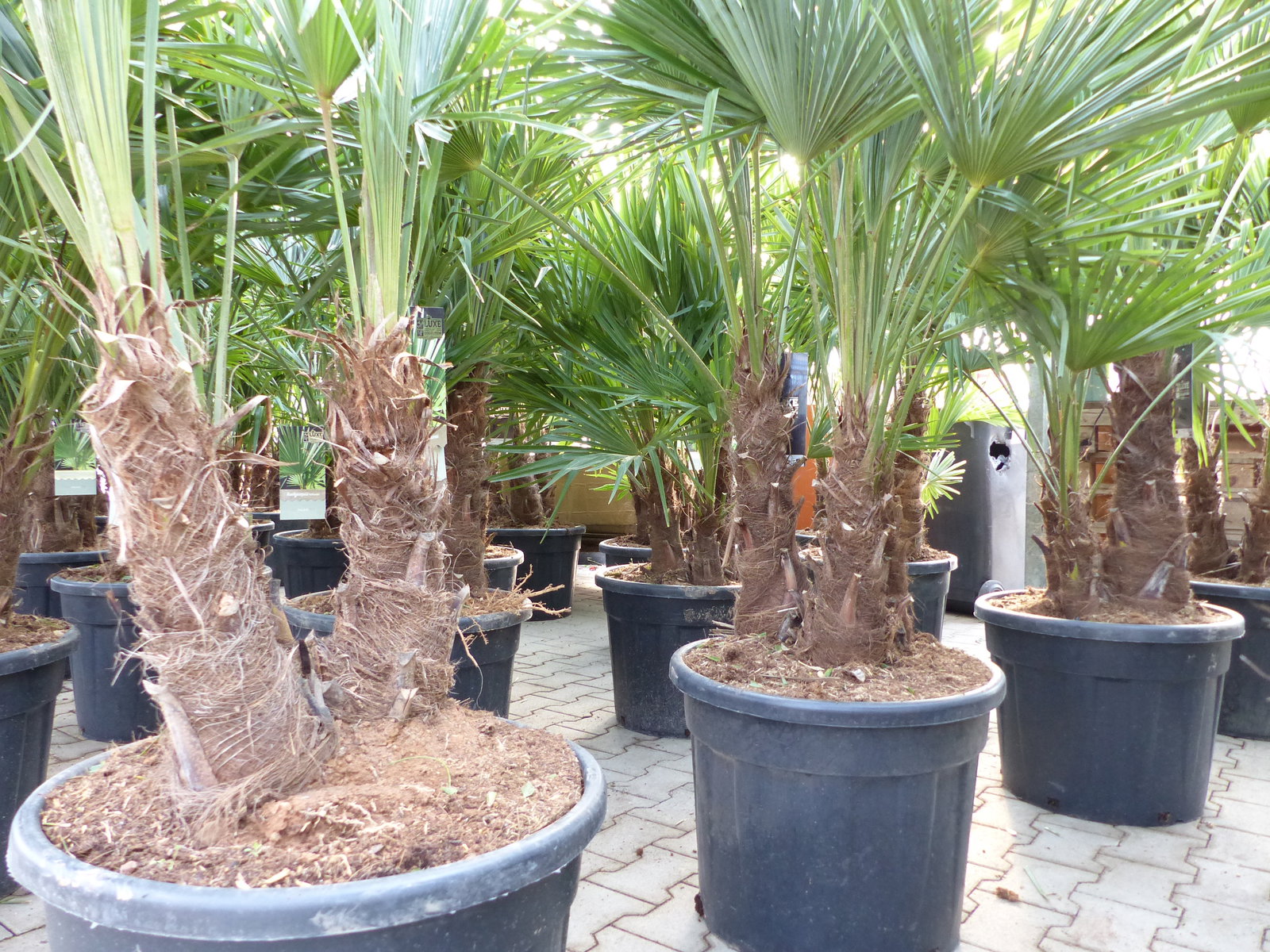 Trachycarpus Fortunei Gruppe mehrstämmig Palme, winterhart 220 - 260 cm Palmengruppe 3 - 5 Stämme
