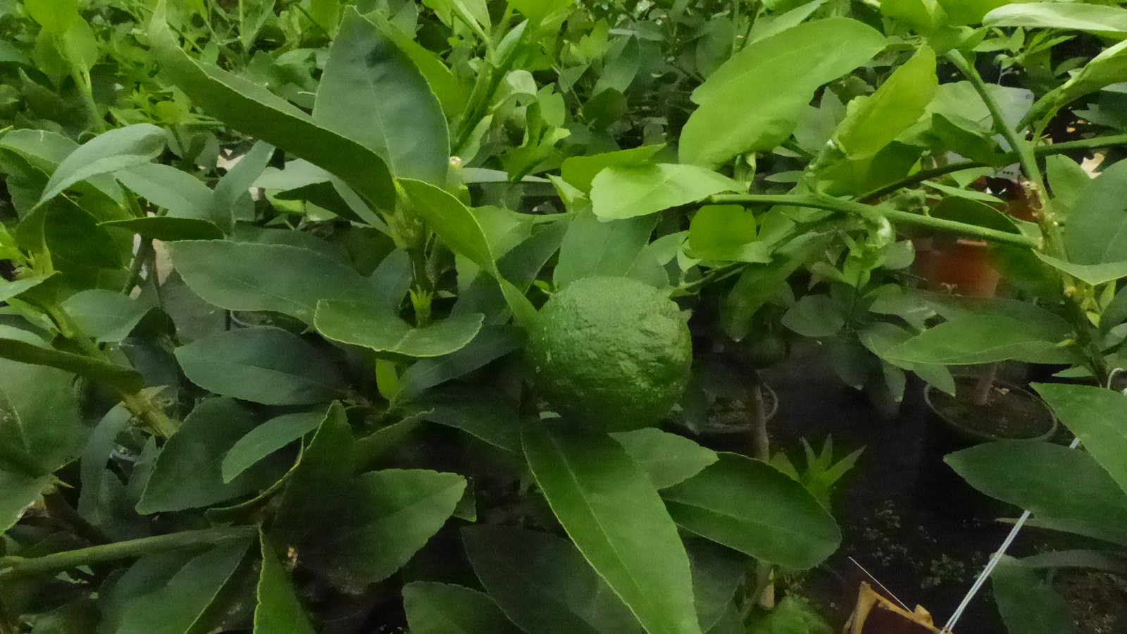 Grünwaren: Limette Limettenbaum "Aurantifolia" Citrus Lime 120 - 150 cm Zitruspflanze
