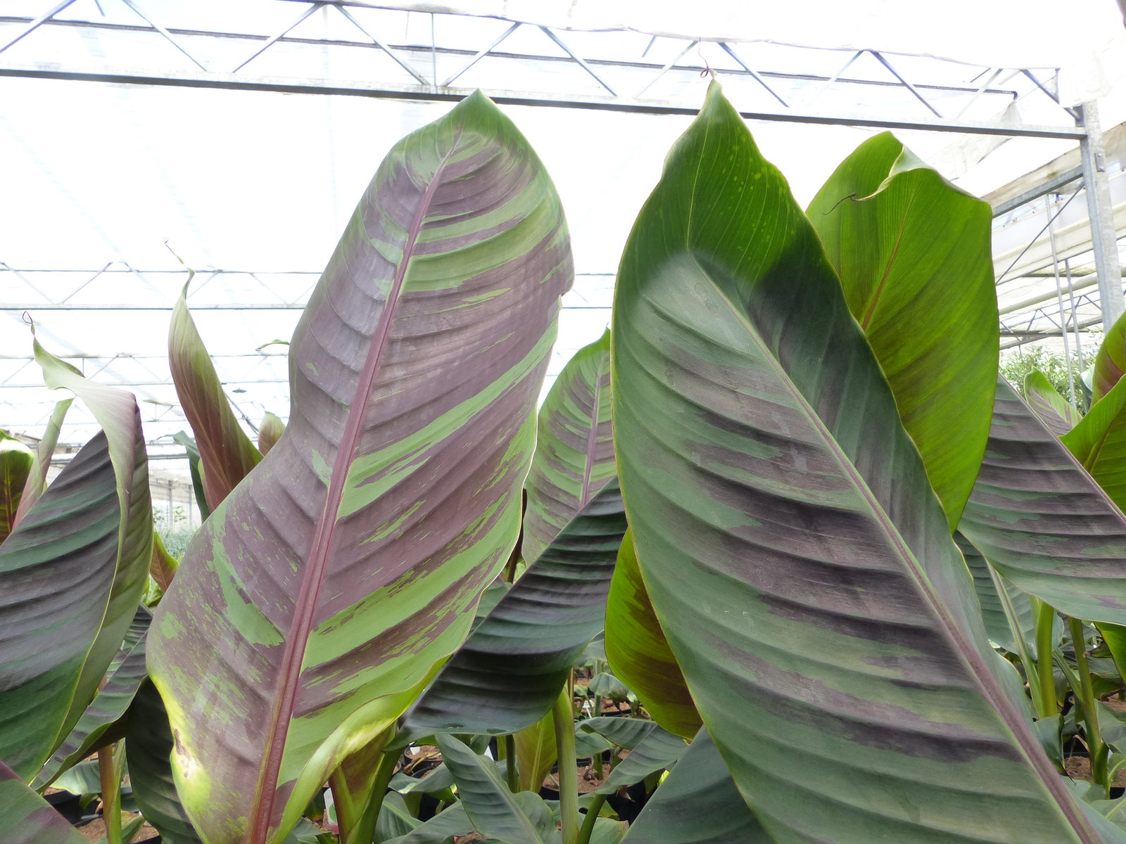 Bananenstaude Banane Musa Sikkimensis Red Tiger Banane 100 - 120 cm  winterhart Staude
