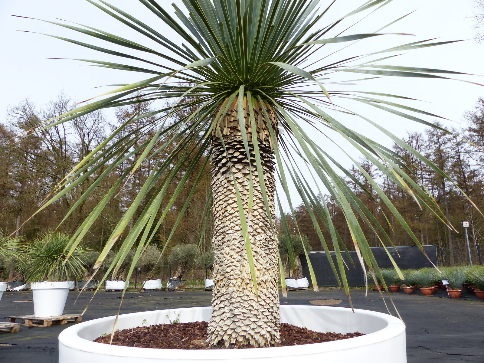 Yucca Rostrata 170 cm | Stamm 60 cm | im Pflanzkübel Ø80 cm Weiß winterhart