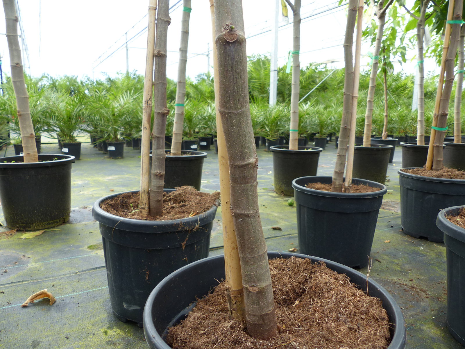 Feigenbaum 170 cm Obstbaum Brown Turkey winterhart kräftiger Stamm, Ficus Carica, Feige