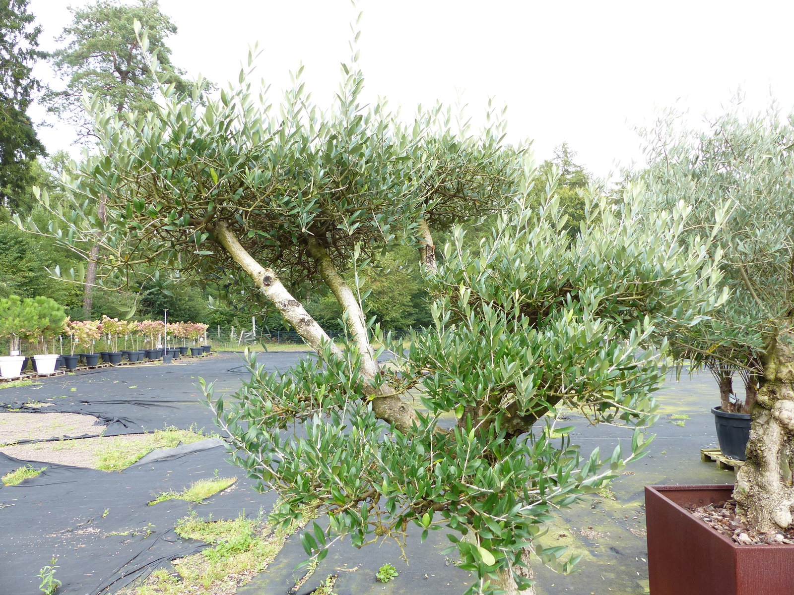 genau dieser Olivenbaum 195 cm Olea Europaea Pon Pon Olive winterhart im Cortenstahlkübel 70 x 70 cm