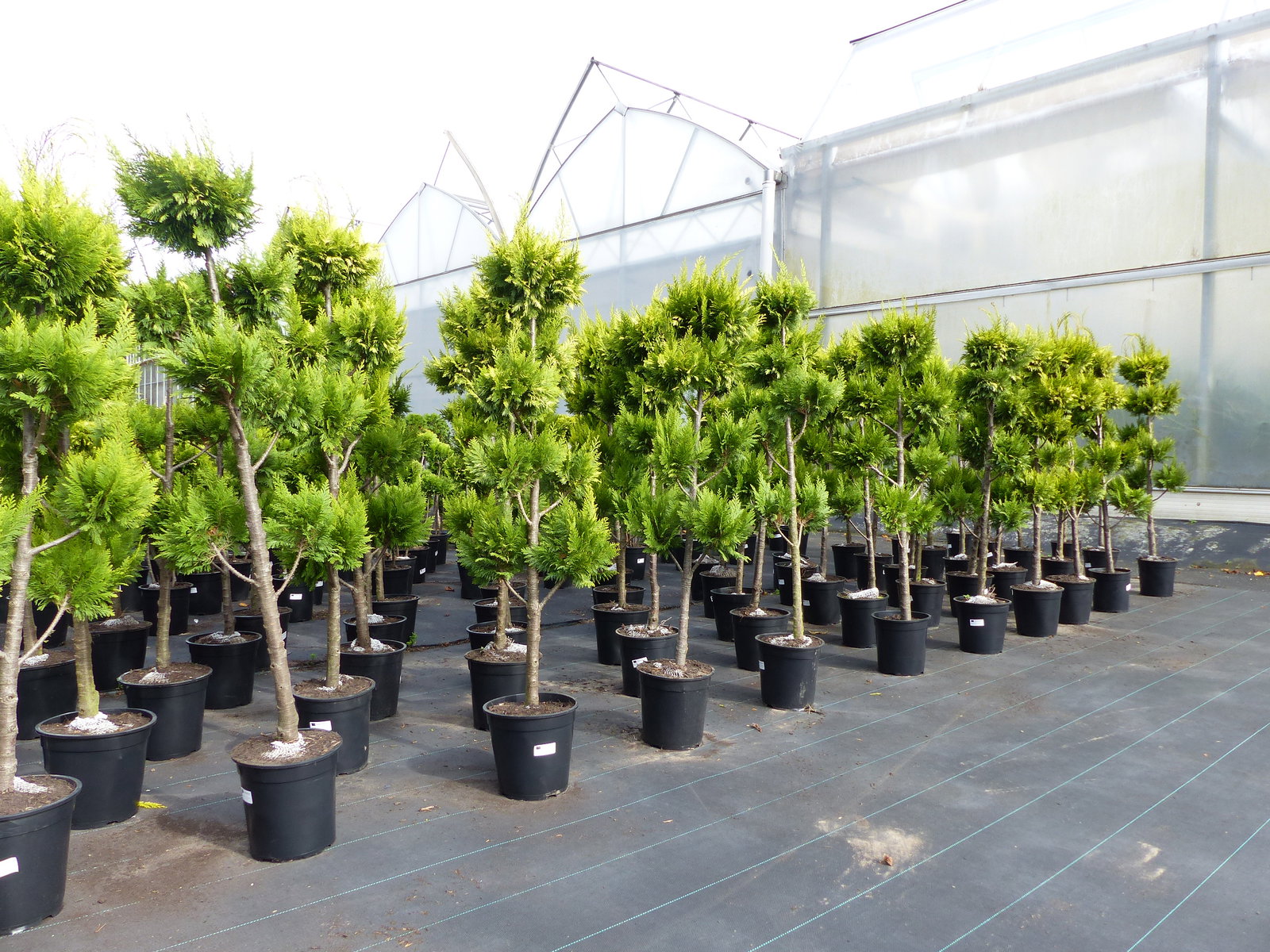 Pon Pon Zypresse Ivonne 150 - 180 cm Formgehölz Chamaecyparis lawsoniana