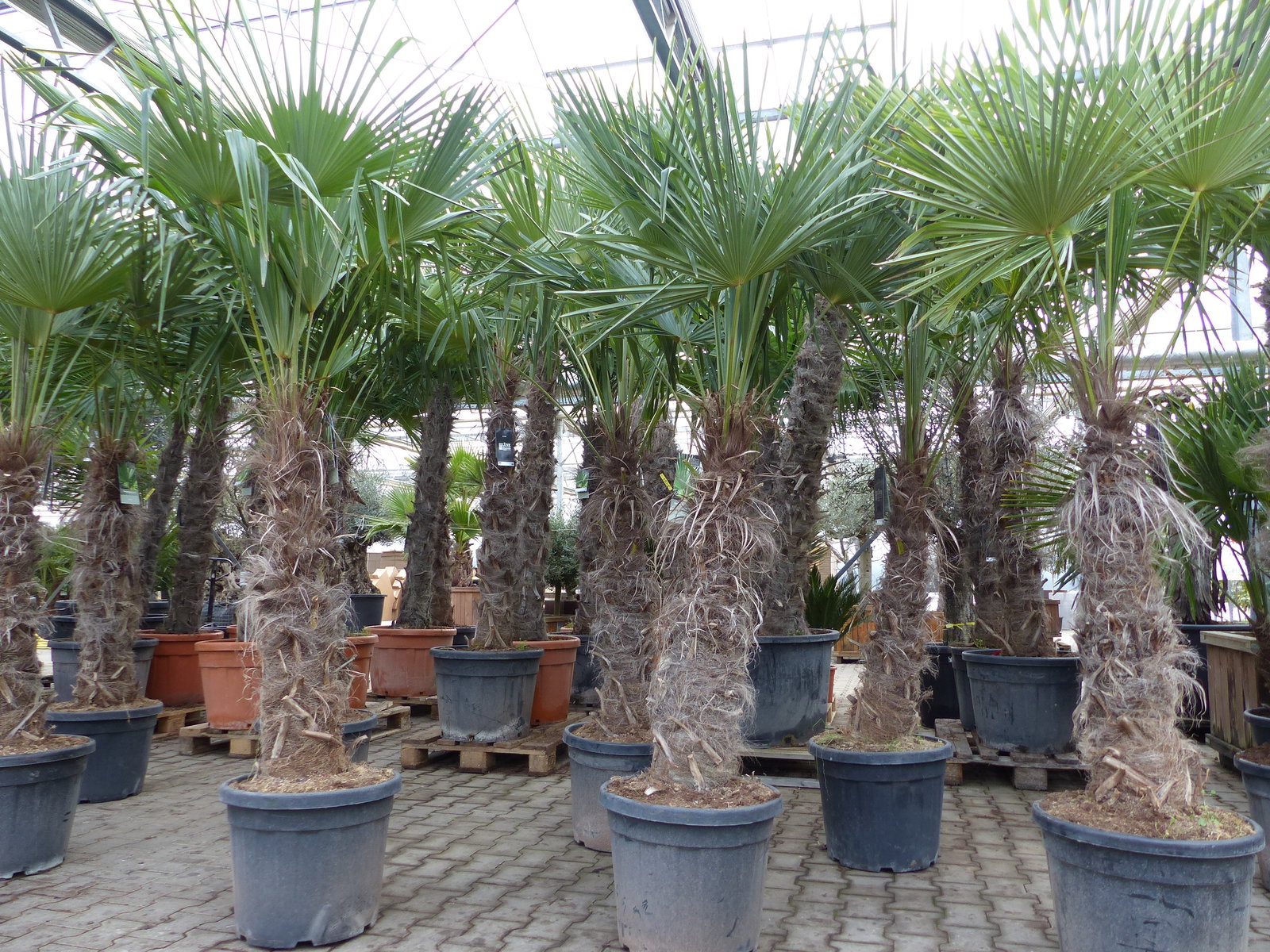 XXXXL 210 - 230 cm Trachycarpus fortunei Hanfpalme, winterharte Palme bis -18°C