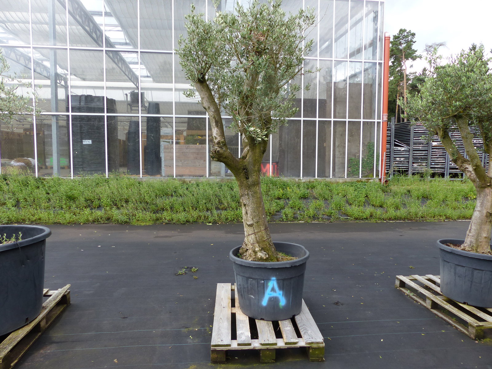 exakt dieser Baum Nr. A , 240 cm, Olivenbaum 'Angebot' verzweigte Olive winterhart