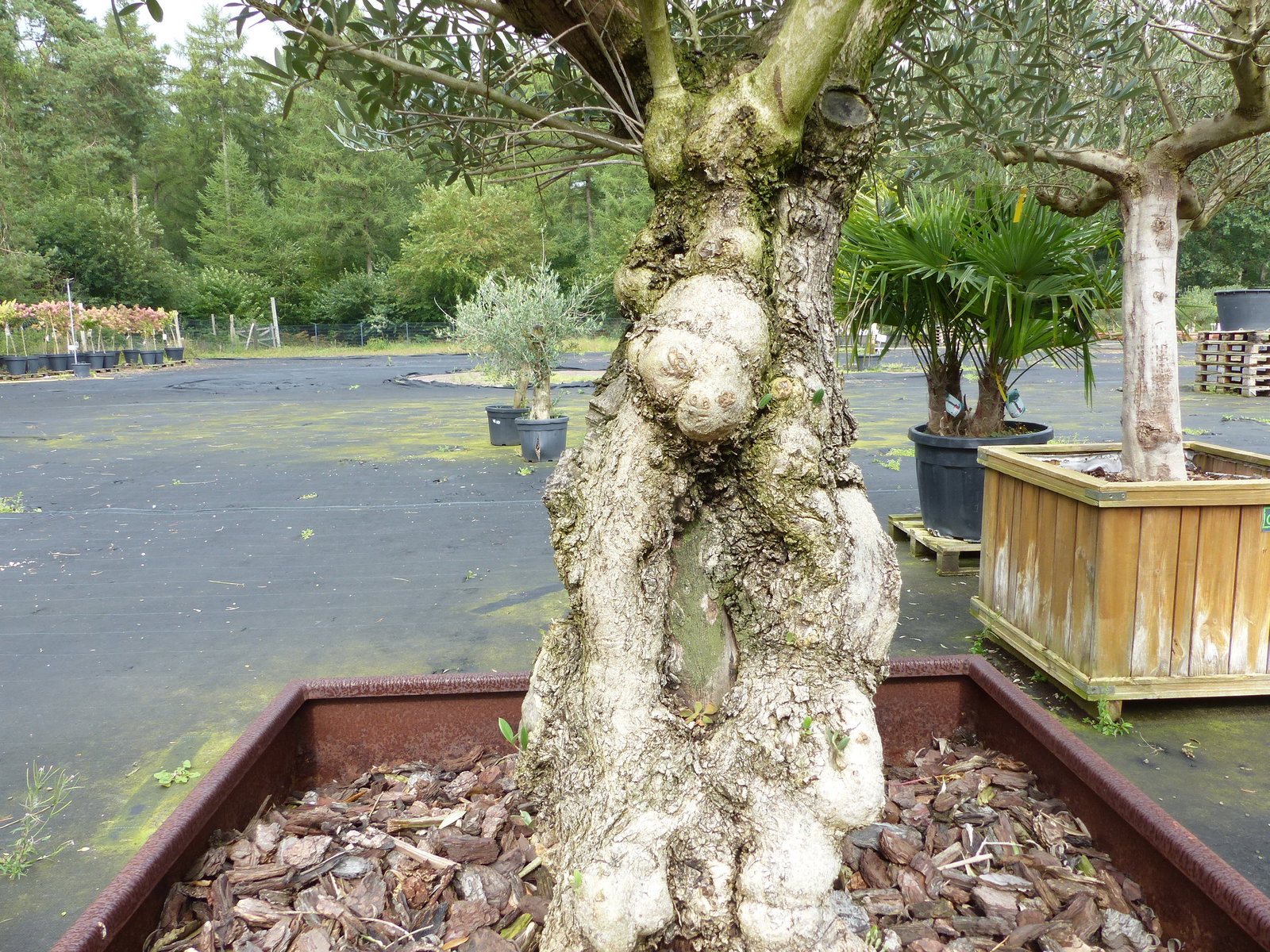 genau dieser Olivenbaum 245 cm Olea Europaea verzweigte Olive winterhart im Cortenstahlkübel 90 x 90 cm