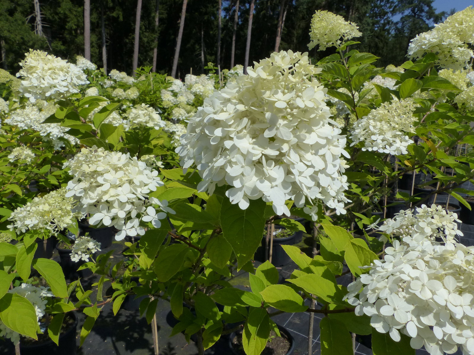 Hortensie Rispenhortensie Stamm 150 - 170 cm Limelight weiß Hydrangea Paniculata winterhart
