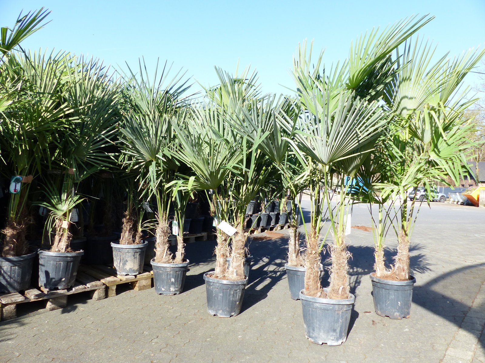 Trachycarpus fortunei Gruppe 150 - 170 cm Palme Hanfpalme, winterhart bis -18°C