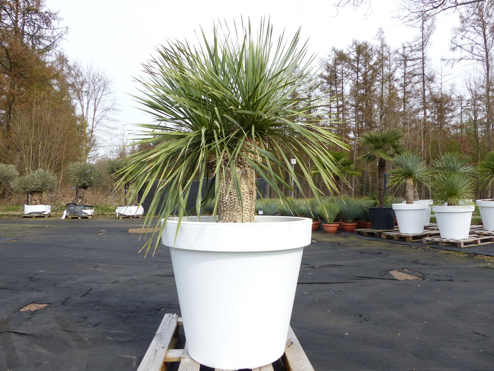 Yucca Rostrata 165 cm | Stamm 40 cm | im Pflanzkübel Ø80 cm Weiß winterhart