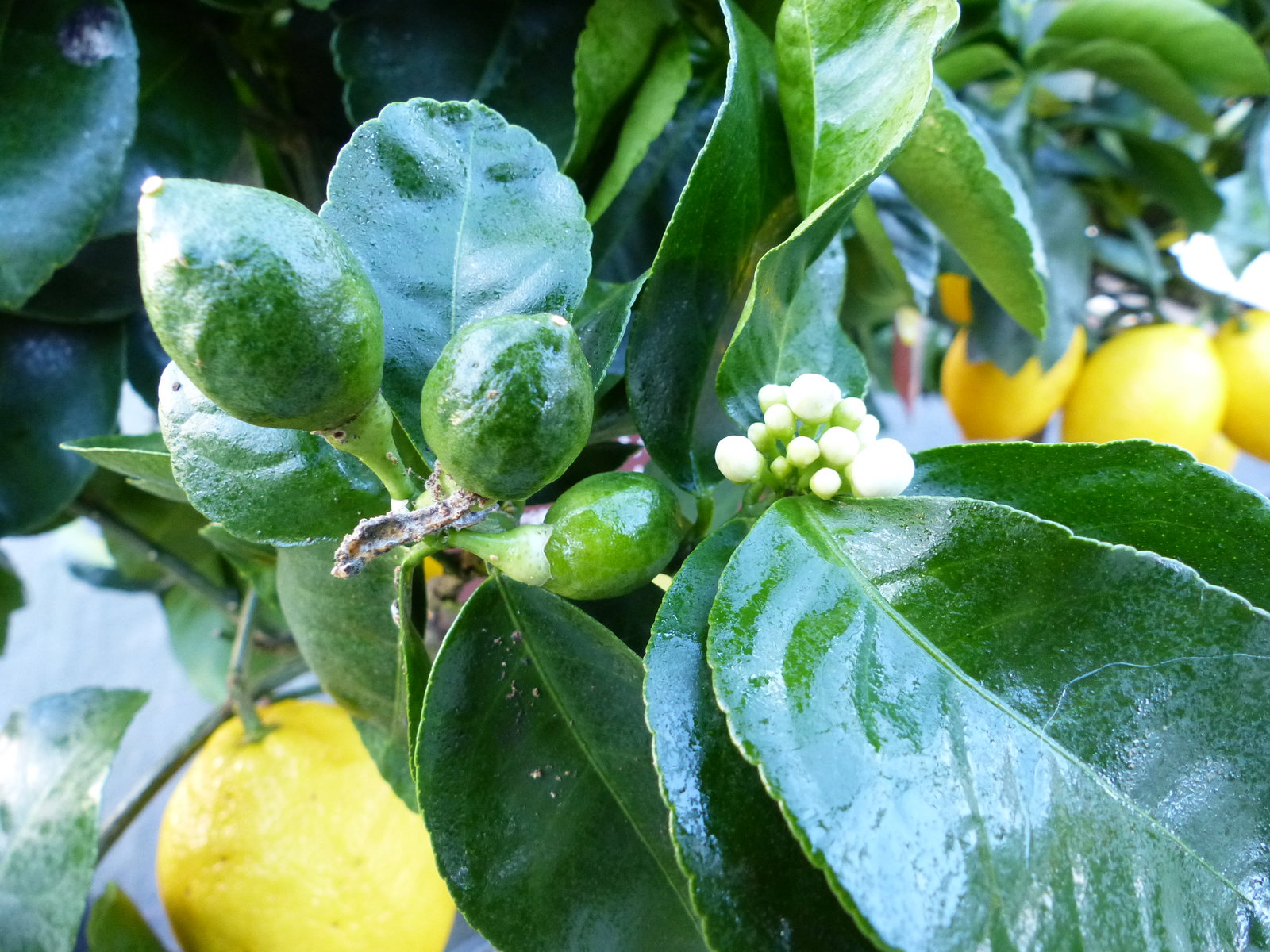 beste Sorte: Bonsai Meyer Meyerii Zitrone echter Zitronenbaum 60 - 70 cm Citrus Limon Zitruspflanze