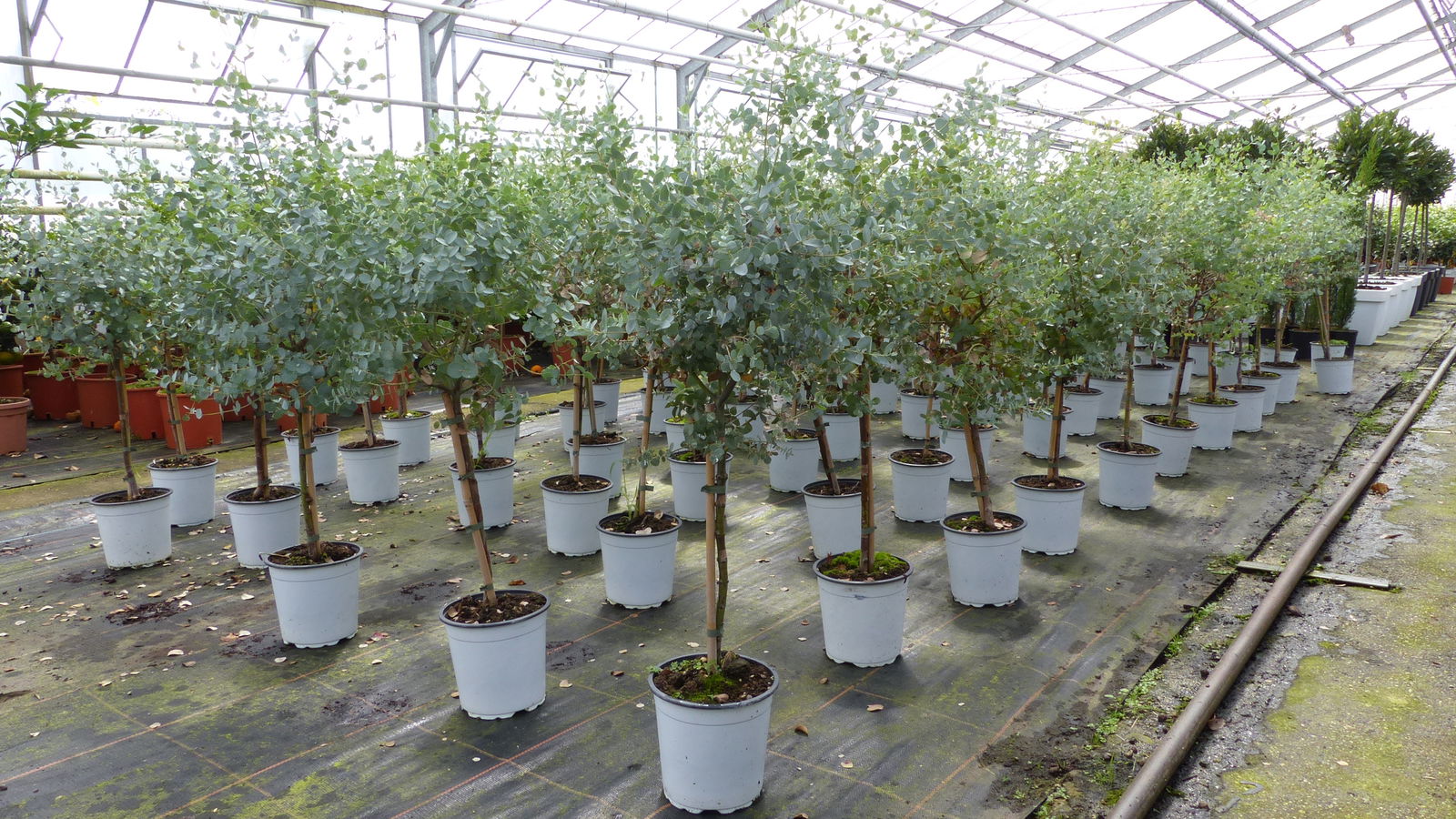 2 Stück Eucalyptus Gunni Stamm Eukalyptusbaum, 70 - 90 cm, Pflanze winterhart