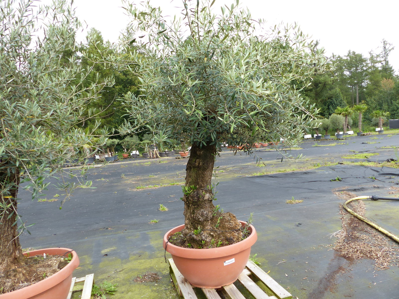 genau dieser Olivenbaum verzweigt Hojiblanca 240 cm winterharte Olive, Olea europaea