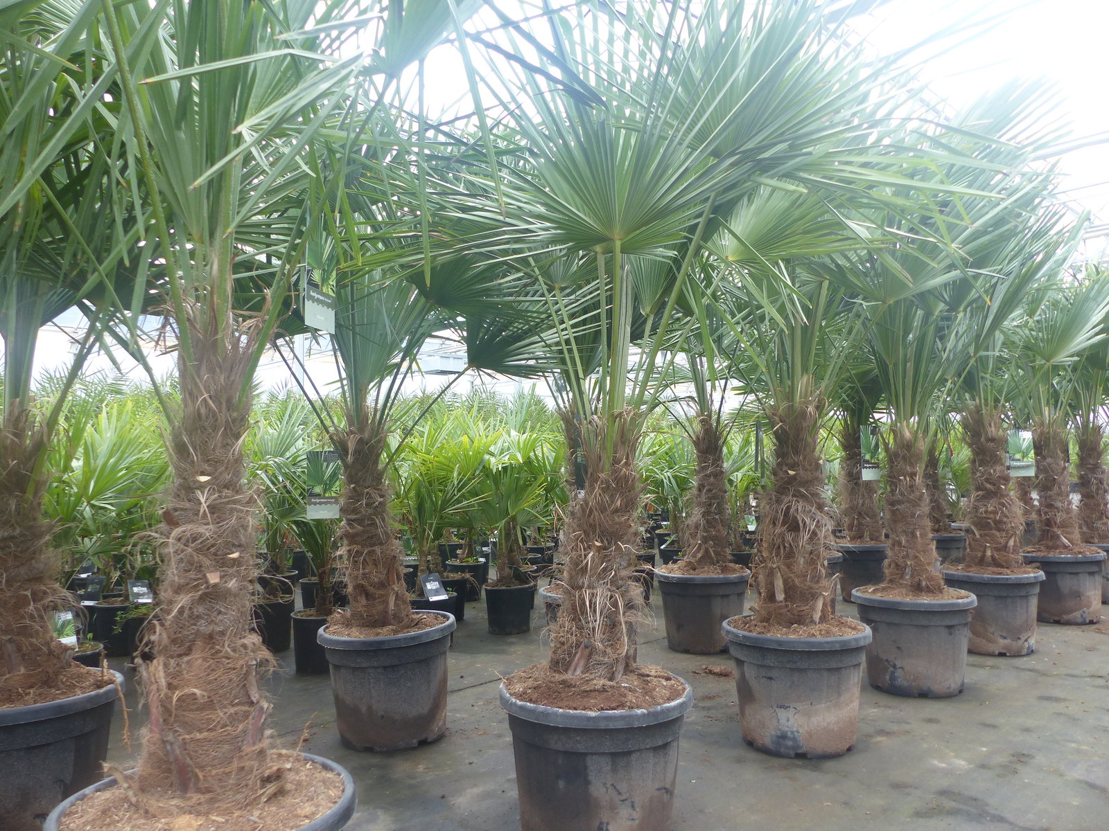 3 Stück im Palmenset Trachycarpus fortunei dicke Stämme 200 cm Hanfpalme, winterharte Palme bis -18°C