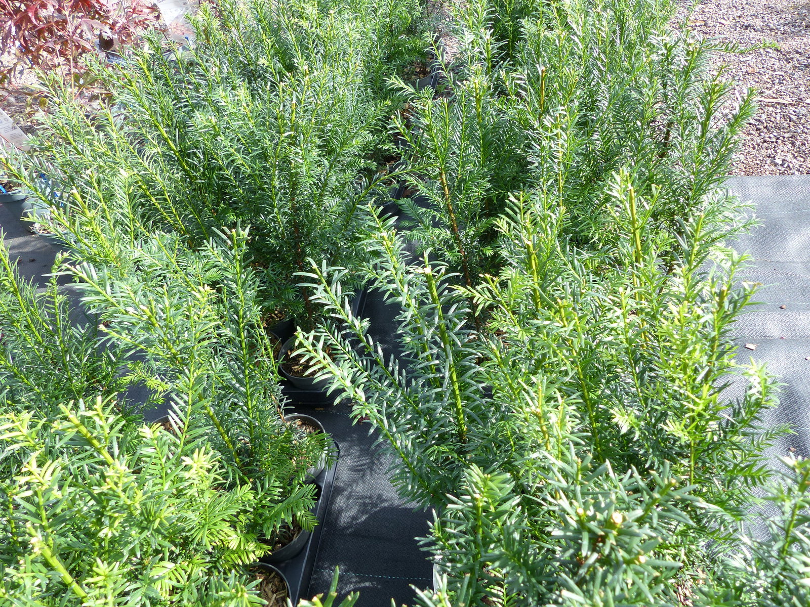5 Stück Taxus Baccata Eibe 45 - 50 cm Hecke winterhart