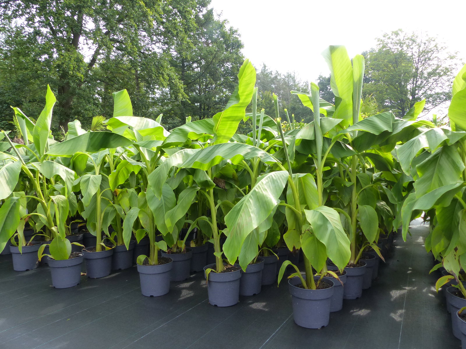 Bananenstaude Banane Musa Basjoo 120 - 150 cm winterhart Staude japanische Faserbanane